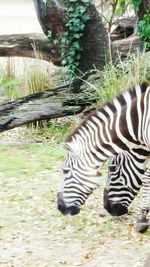 Close-up of zebra on field