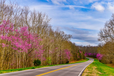 Purple flowering plants by road against sky