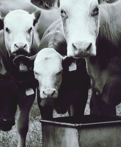 Close-up portrait of cow