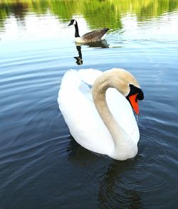 Swan floating on lake