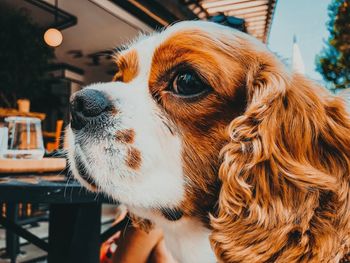 Close-up of a dog looking away