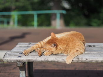 Close-up of ginger cat on bench