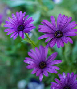 Close-up of purple coneflower blooming outdoors