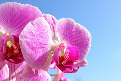 Close-up of pink orchid against sky