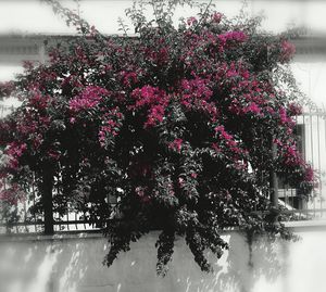 Pink flowers growing on tree