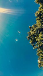 Low angle view of tree against blue sky