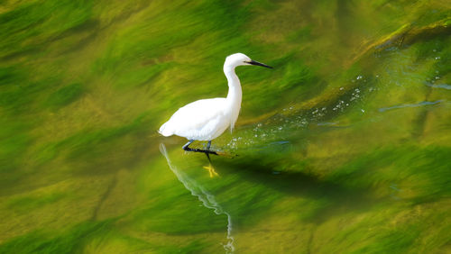 White heron perching in low water