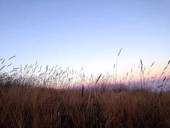 Scenic view of field against clear sky