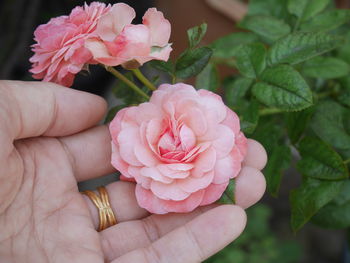 Close-up of hand holding pink rose flower