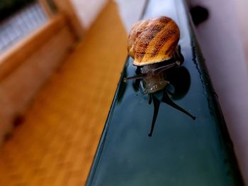 Close-up of insect on wall