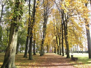 Pathway along trees in park