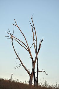 Low angle view of bare tree on field against clear sky
