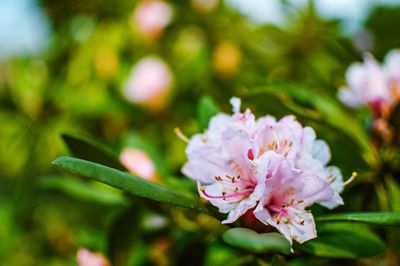 Close-up of pink flowers