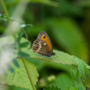 Close-up of butterfly on leaf