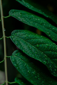 Close-up of raindrops on leaves