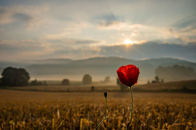 Red poppy flower on field against sky during sunset