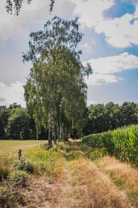 Trees on field against sky