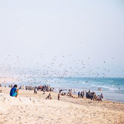 Flock of birds flying over beach against clear sky