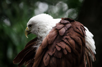 Close-up of eagle