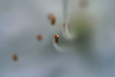 Close-up of flower buds