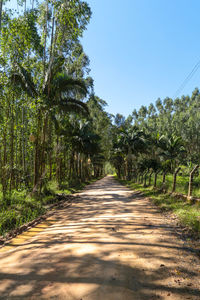 Empty road along trees