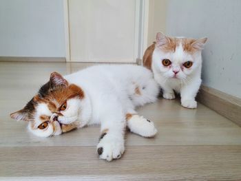 Exotic shorthair cat. pet and animal.