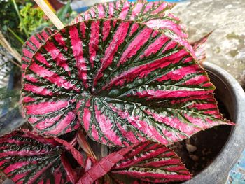High angle view of begonia rex plant in the yard