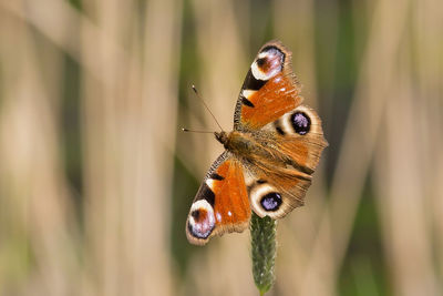 Close-up of butterfly on leaf