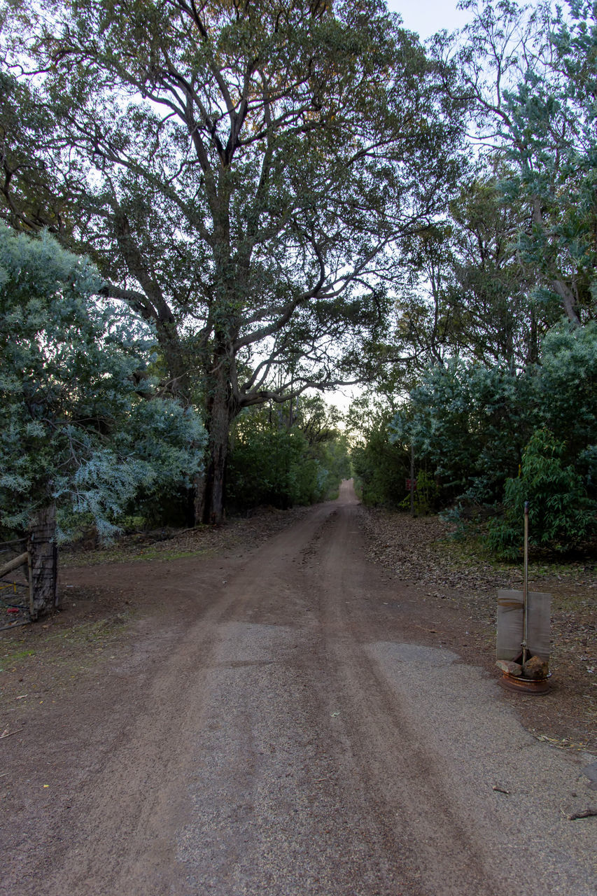 ROAD AMIDST TREES AND PLANTS