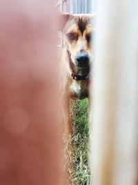 Dog seen through fence