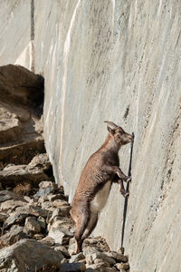 Cat on rock