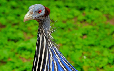 Close-up of a bird