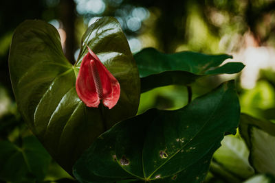 Close-up of red flowering plant