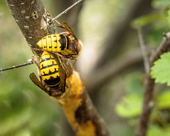 Close-up of insect on branch