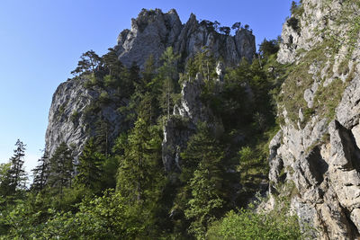 Low angle view of trees on rock against sky