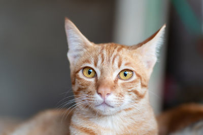 Close-up portrait of a cat