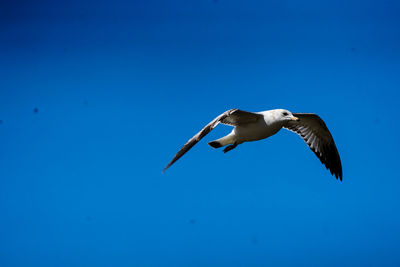 Low angle view of seagull flying in sky