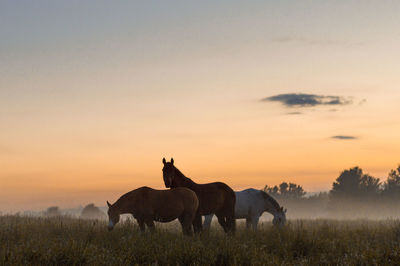 Horses on field against sky during sunset