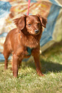 Dog looking away on field