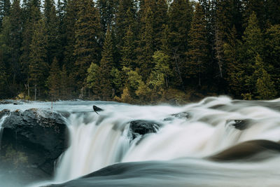 Scenic view of waterfall in forest against sky