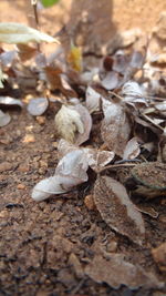 Close-up of dry autumn leaves