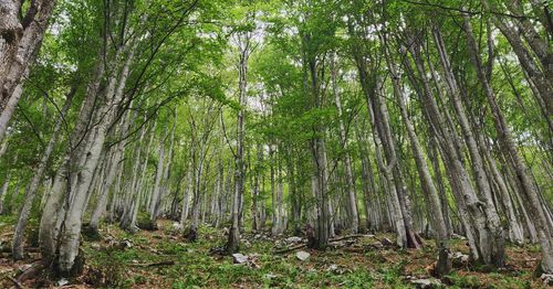 Low angle view of bamboo trees in forest