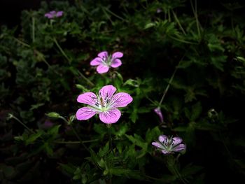 Close-up of purple flowers