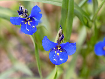 flowering plant