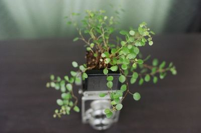 High angle view of plant in camera on table