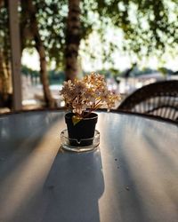 Close-up of potted plant on table