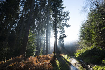 Trees in forest against sky morning light