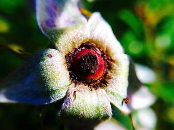 Close-up of red flowers