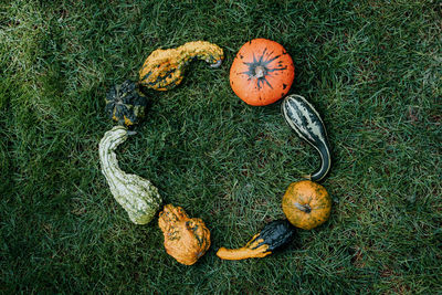 High angle view of pumpkins on grassy field