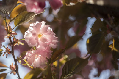 Close-up of pink cherry blossoms